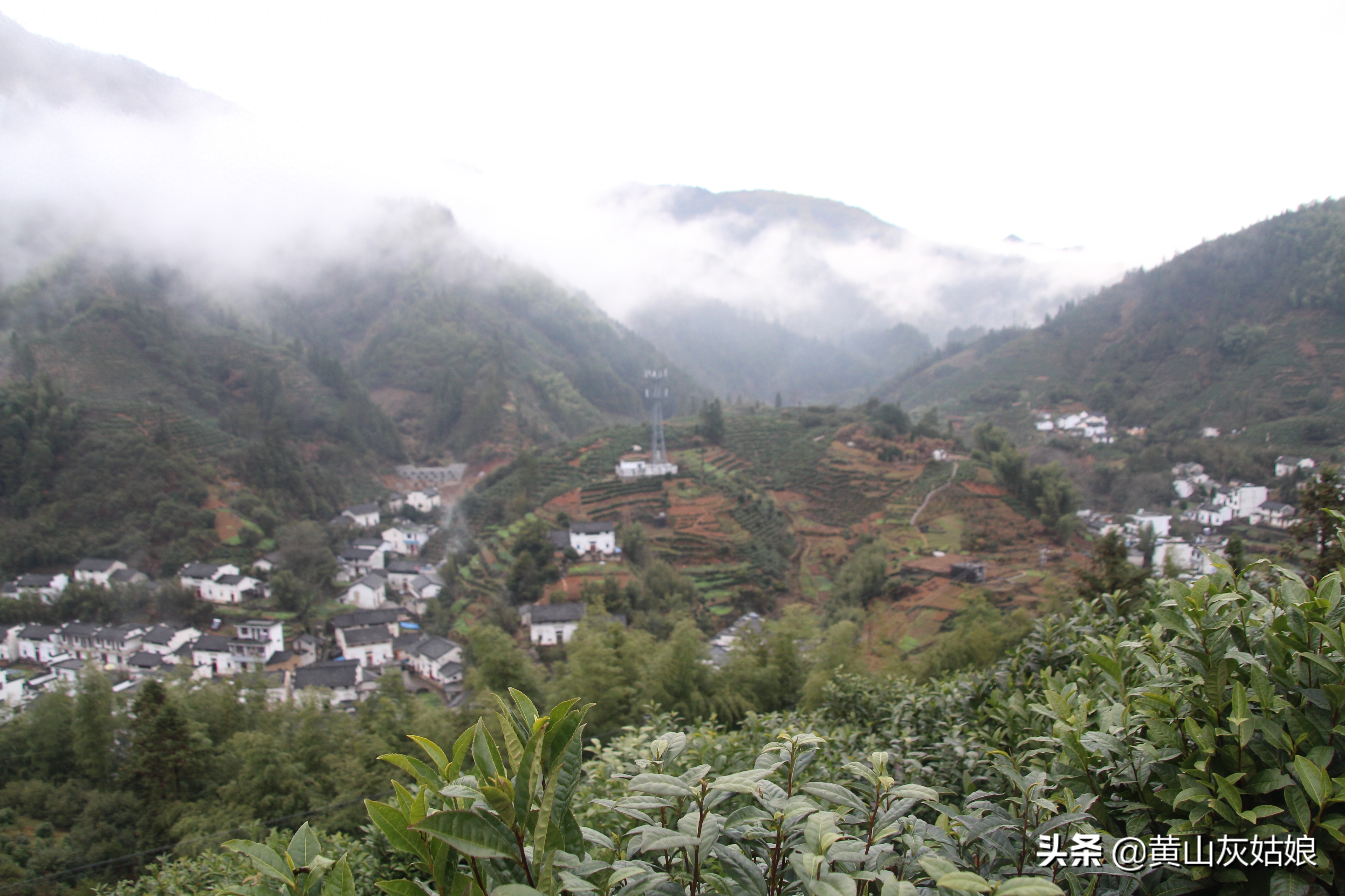 中国十大名茶-黄山毛峰，富溪高山茶园美景