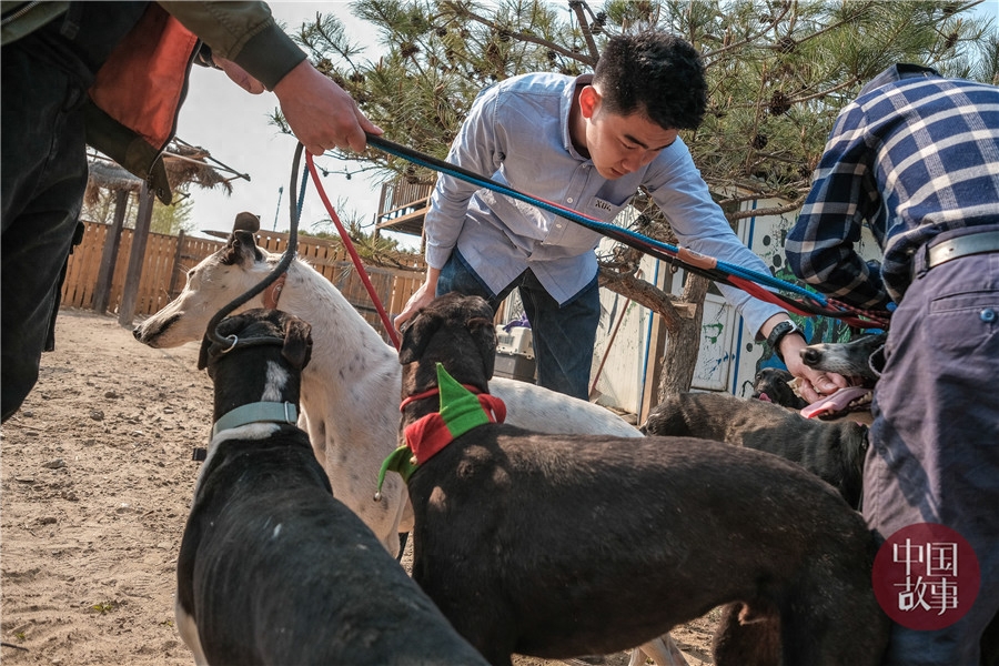 宠物摄影师为流浪狗拍写真 照片出来以后简直不敢相信