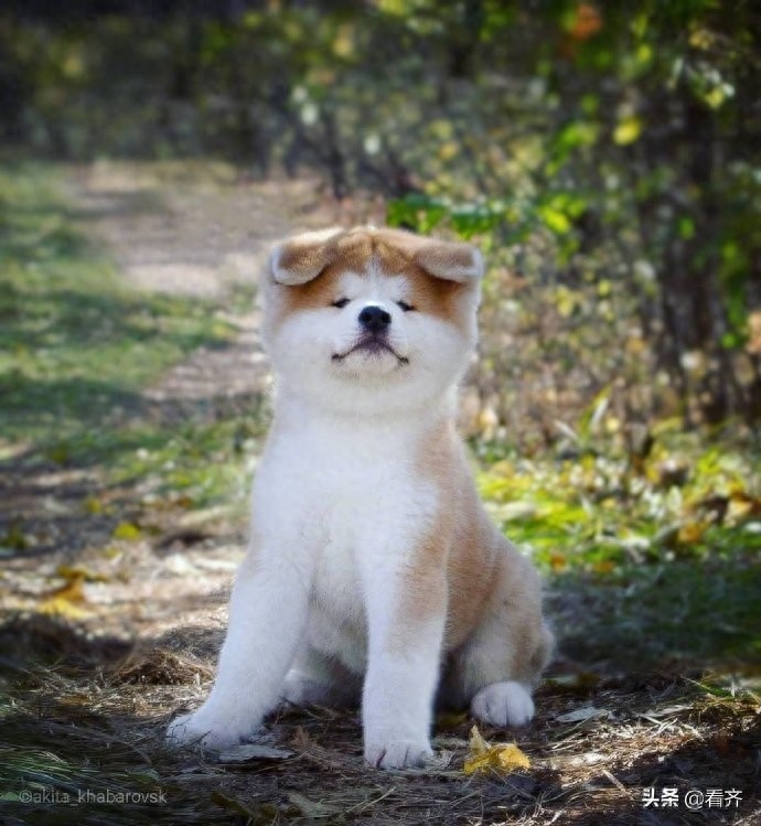 大脸盘子小咪咪眼，秋田犬从小到大都是一副忧心忡忡的表情