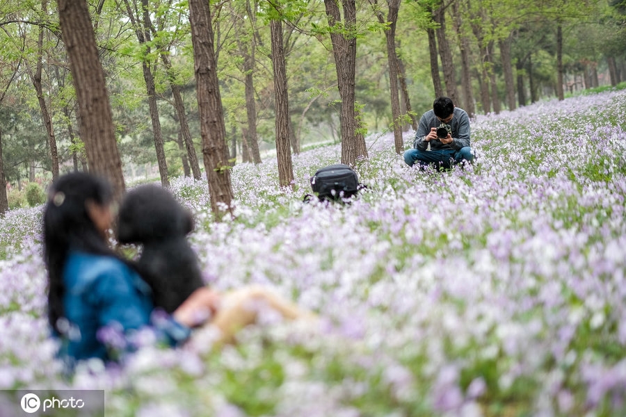 宠物摄影师免费为流浪狗拍写真 抹布狗华丽转身超萌的