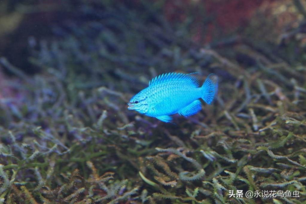 日本水族馆的蓝宝石魔鬼鱼