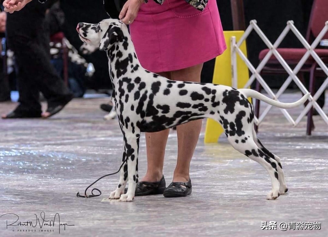 欣赏 2019 美国大麦町犬，国家单独犬展！