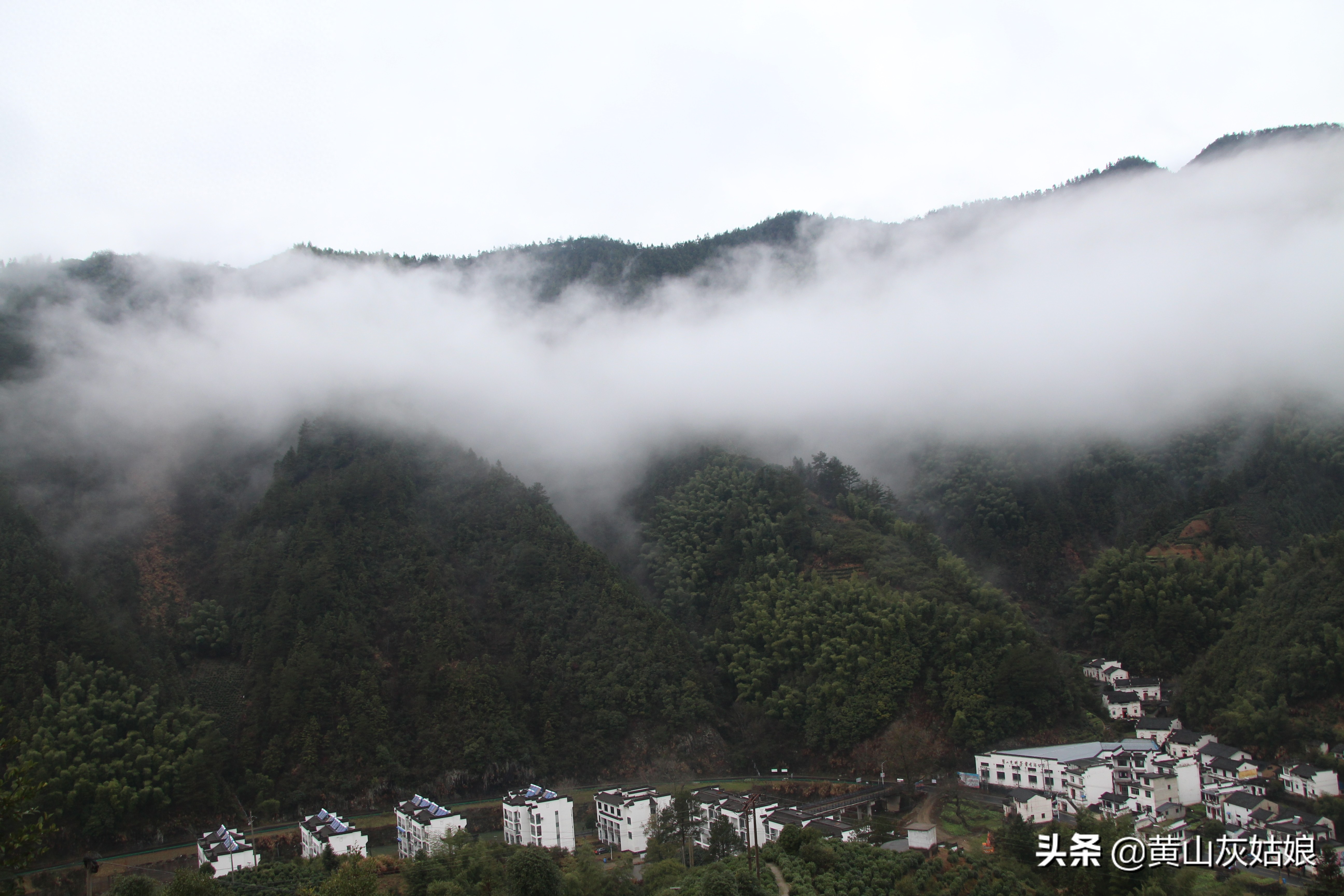 中国十大名茶-黄山毛峰，富溪高山茶园美景