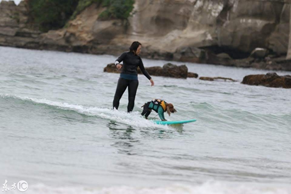 会冲浪的英国可卡犬在日本海浪引起围观