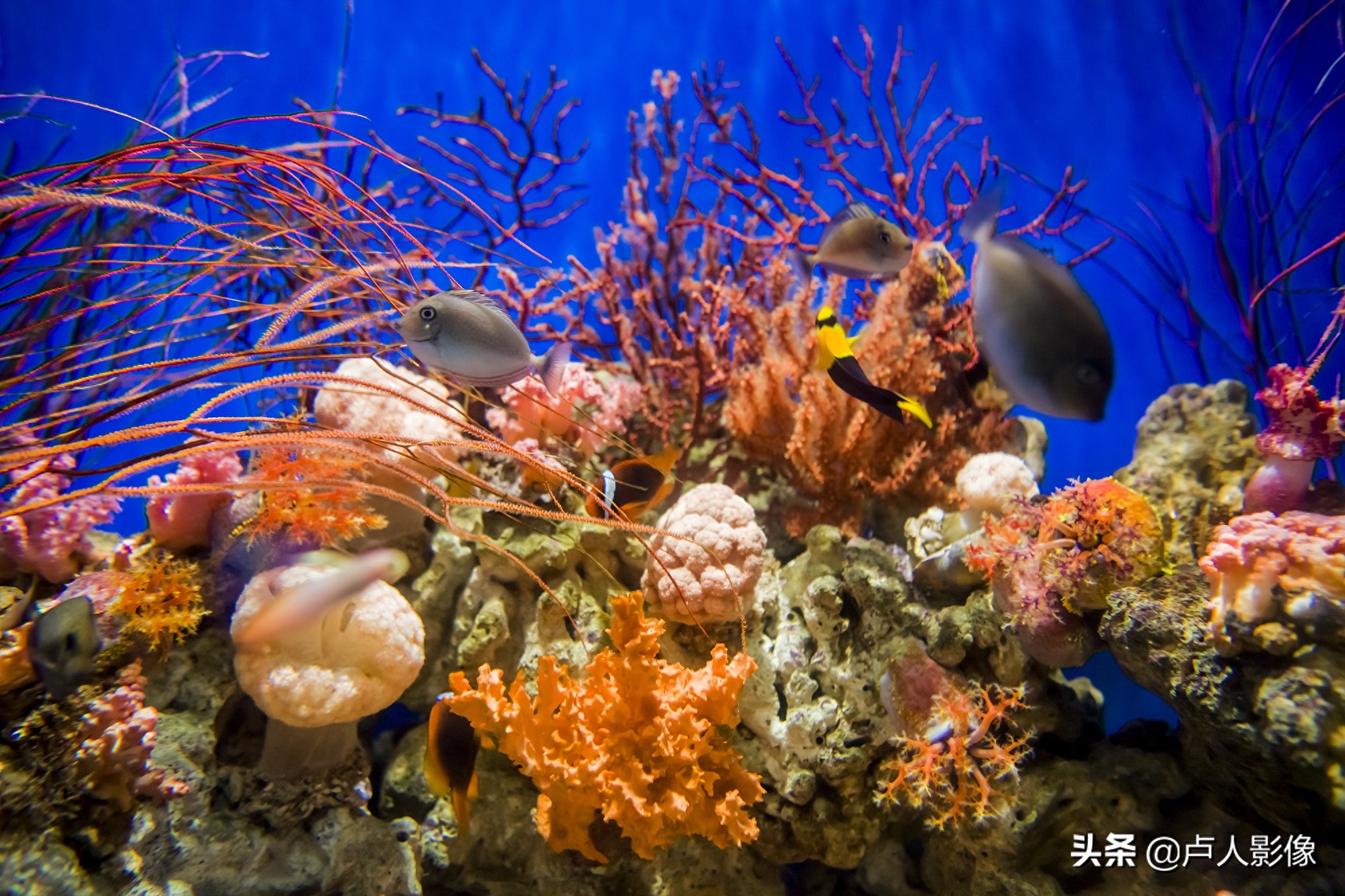 水族馆里的小丑鱼