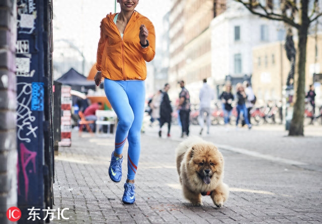 博眼球必备！英国美女带超萌松狮出街回头率暴增