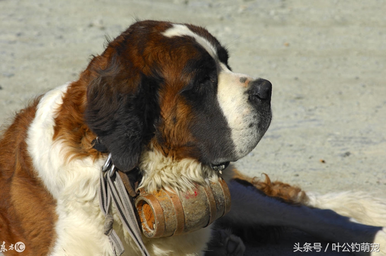 兰州禁养犬名单，多少大狗无辜躺枪，纽芬兰犬最冤枉