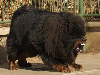 黑心藏獒贩子给獒注射微量狂犬病毒，鬼脸獒王是这么来的