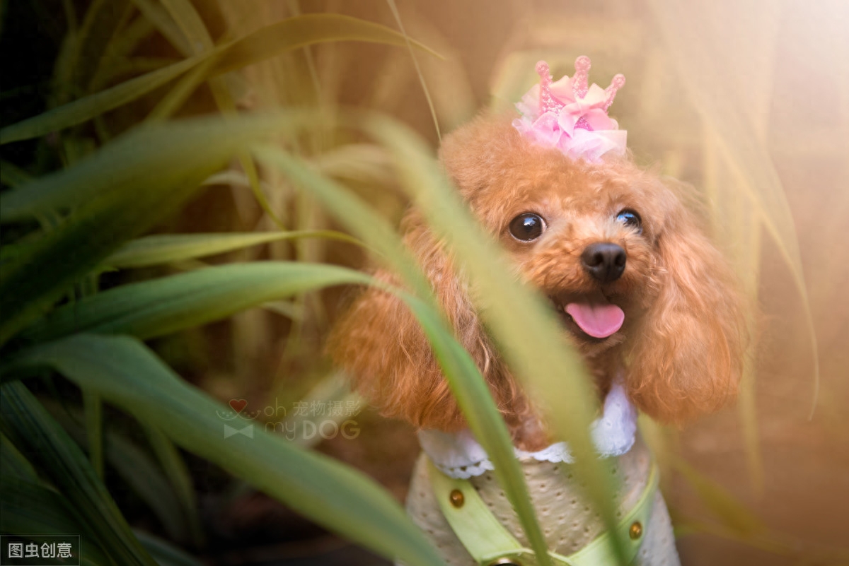 第一次养狗推荐贵宾犬！体型小不掉毛，智商排名第二易训练