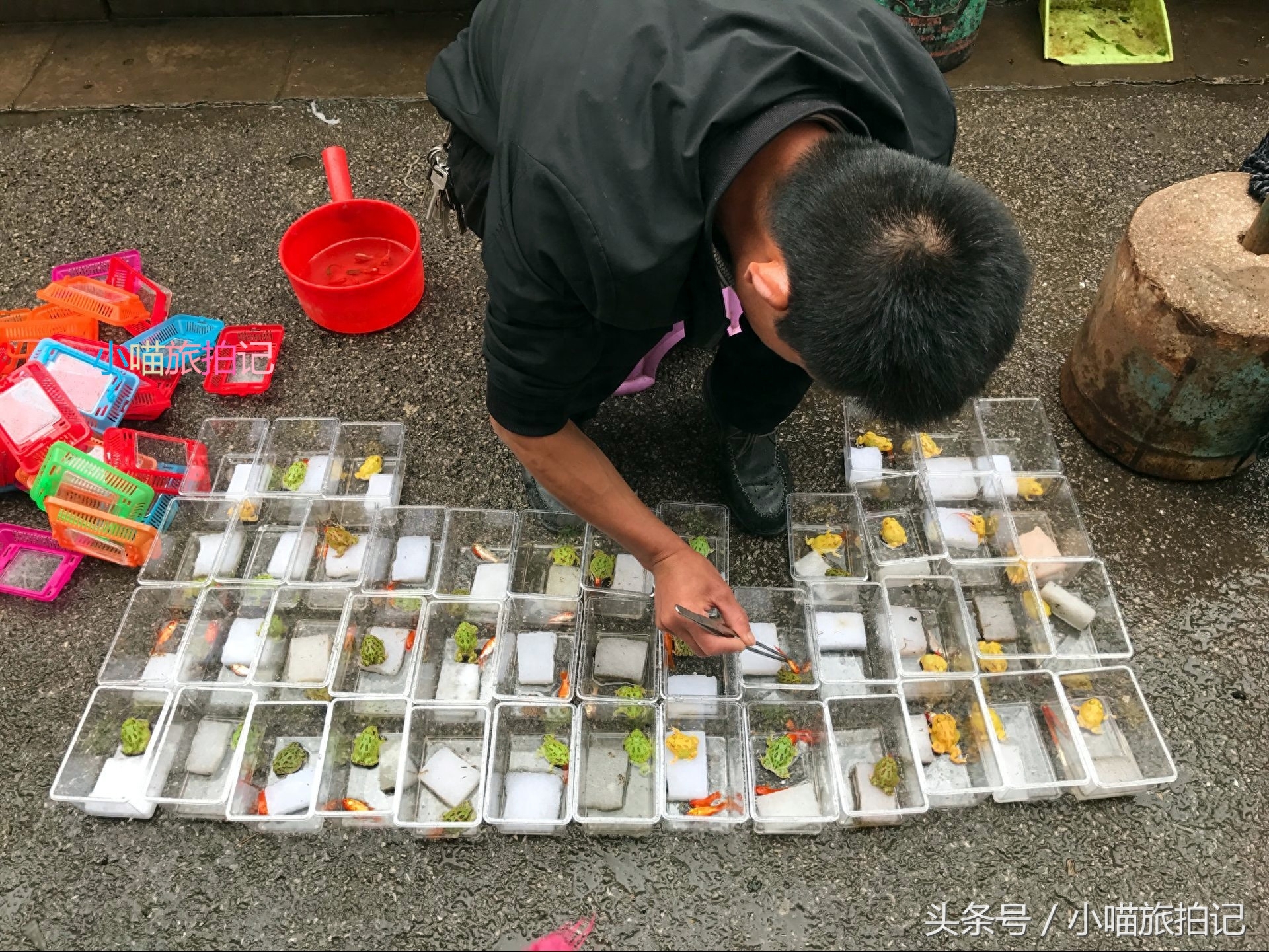 云南昆明花鸟市场，螃蟹，蜗牛，龙虾成宠物，有种蛙85元一只