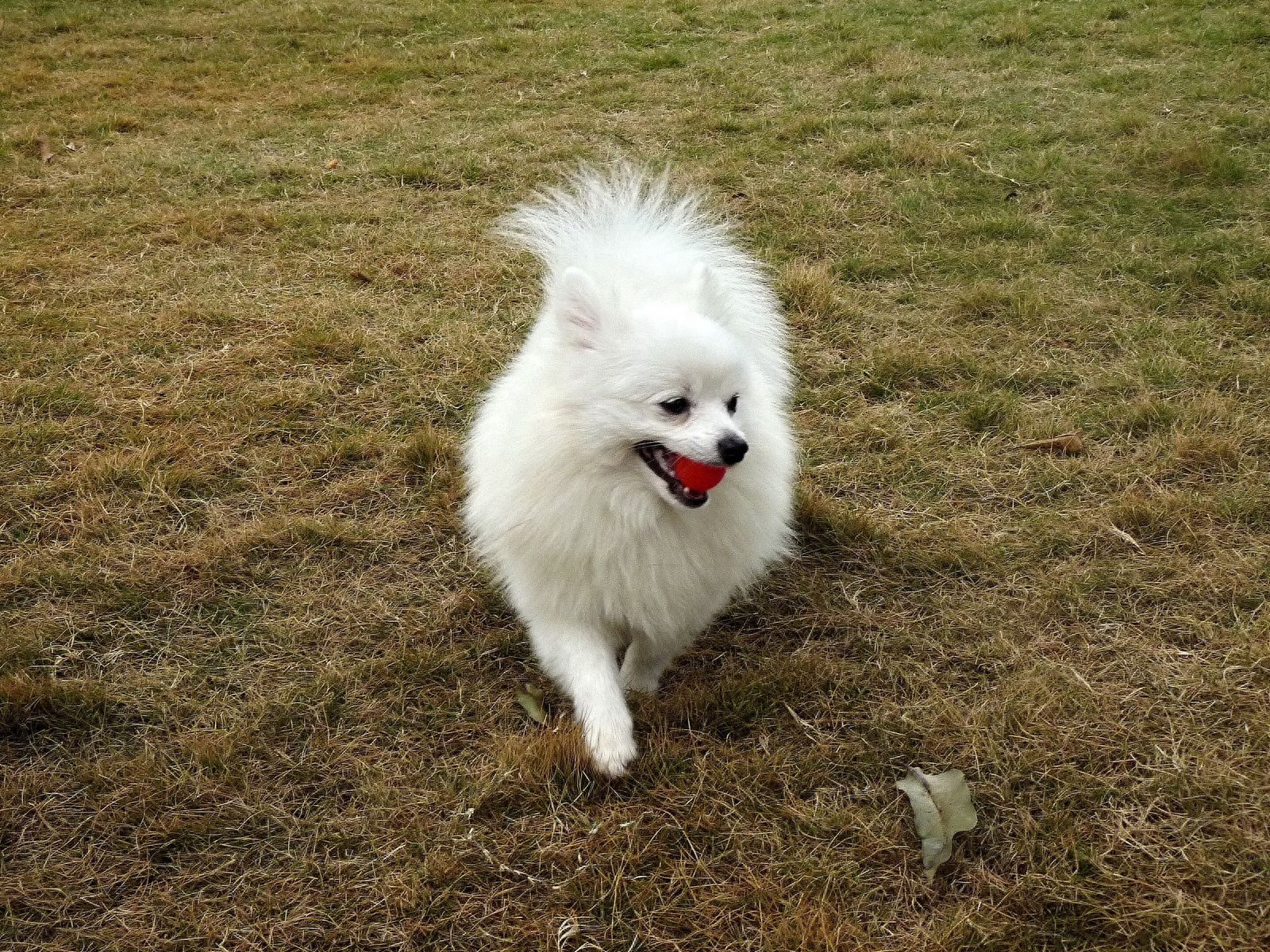 十种常见的宠物犬，快来看看有没你家的，最后一只超级可爱有没有