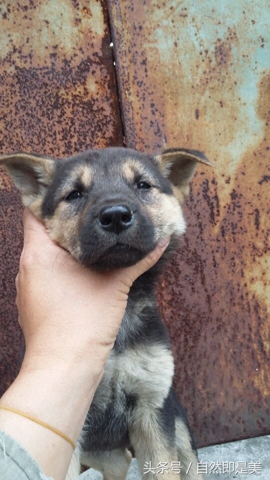 田园犬 图集