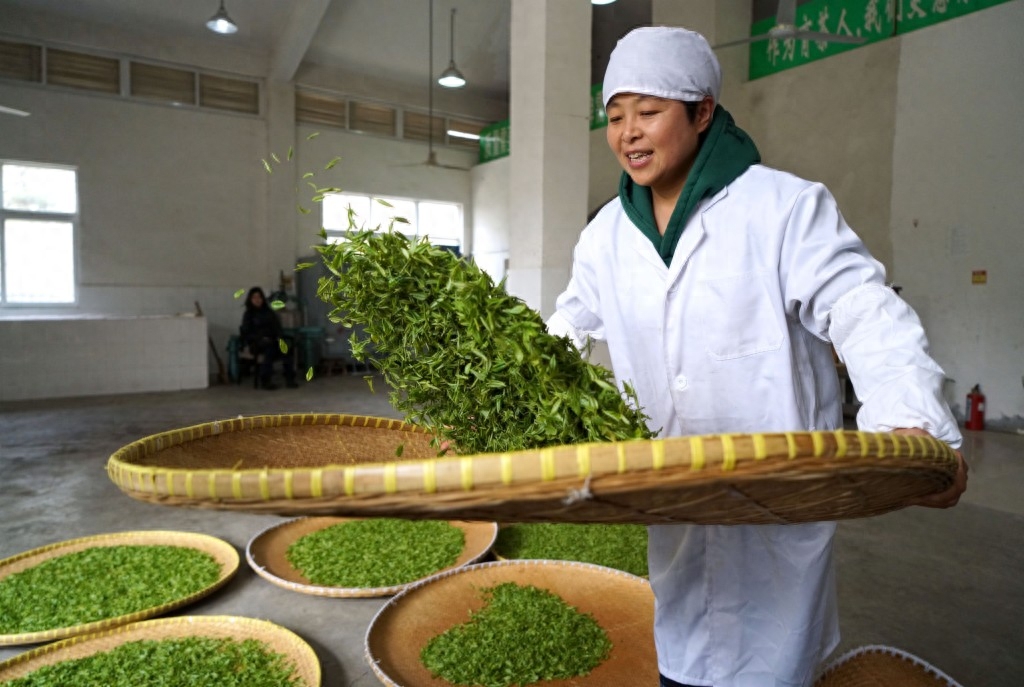 南京：钟山雨花茶春茶开始采摘炒制