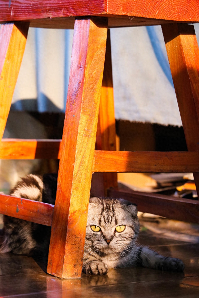 图虫人文摄影：美短折耳猫