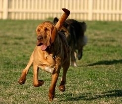 肌肉不输比特斗牛梗，比利时獒：血猎犬果真霸气