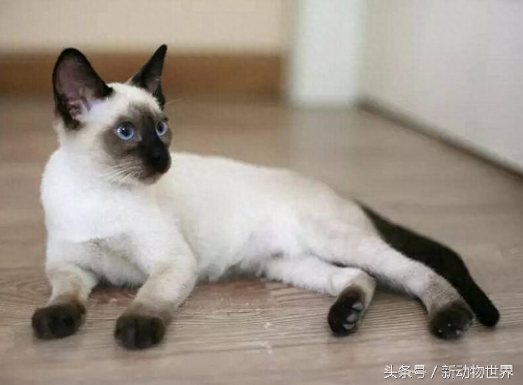 十种最受欢迎的猫咪，波斯猫仅排第十位