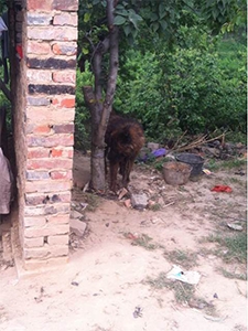 中华猎犬的瑰宝，永不熄灭的猎犬之魂--中华虎斑犬