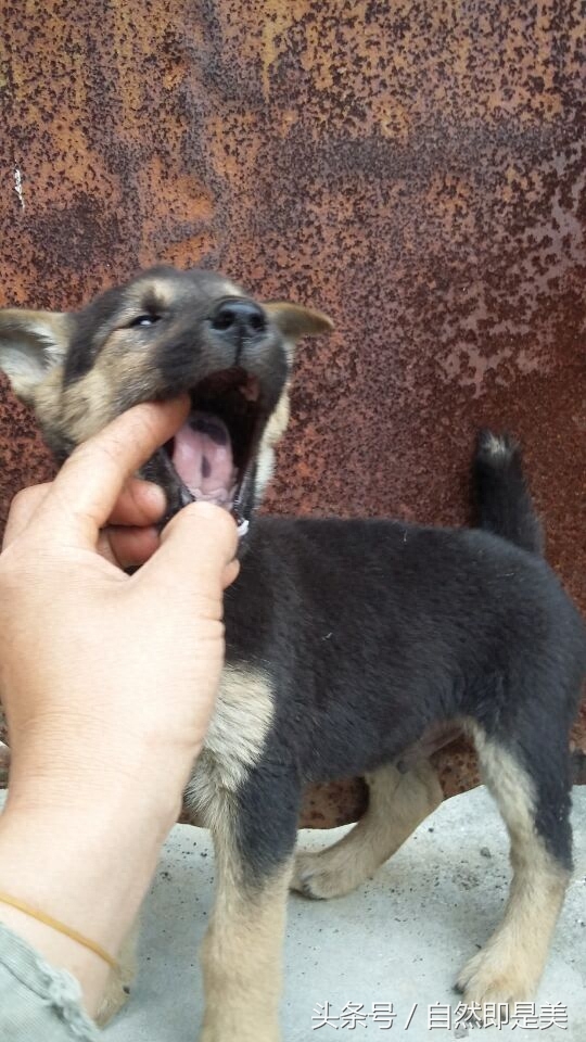 田园犬 图集