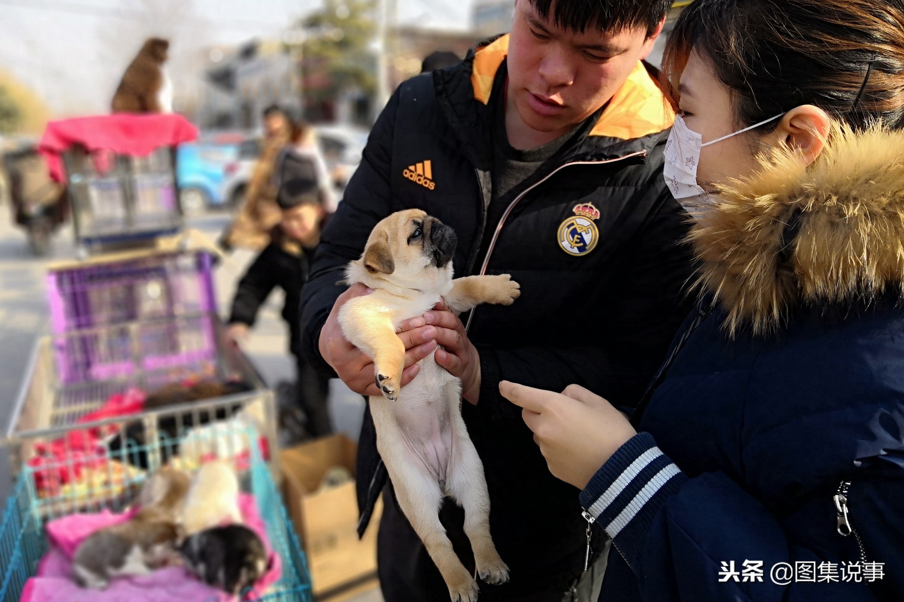 图文直击：严寒挡不住小镇狗市的交易热情，八哥犬300元抱走